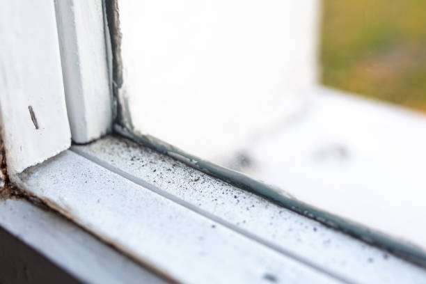 Best Biohazard Mold Removal  in London, KY