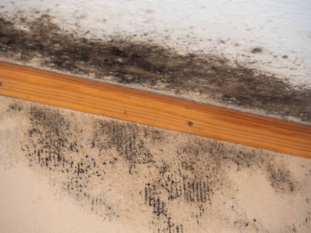 Best Comprehensive Air Testing for Mold Contaminants  in London, KY