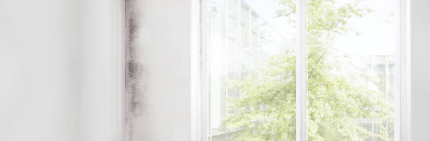 Best Environmental Consulting for Mold Prevention  in London, KY