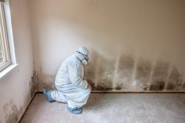 Mold Odor Removal Services in London, KY